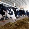 Eid Trade Collapse in West Bengal as Cattle Market Stalls Amid Crackdown and Fear