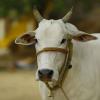 Cow Declared National Animal Demand Gains Support From Several Muslim Organisations Ahead of Eid-ul-Azha