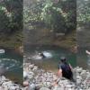 Python Emerges From Riverbank Bushes, Sparks Panic During Group Bathing in Viral Video