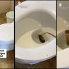 King Cobra Suspected in Resort Toilet Shock Incident in the Philippines as Guests Face Deadly Surprise
