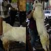 Heartwarming Video of Goat Embracing Owner Leaves Social Media Users Emotional