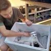 Heartless Act Caught on Camera Sparks Outrage in Kuantan, Trader Denies Killing Six Kittens
