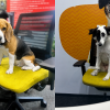 Mars Pet Nutrition India Reinforces Pet-Friendly Workplace Culture Through Bring Your Pet to Work Day Celebration