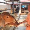 Yogi Adityanath’s Cow Welfare Routine Sparks Nationwide Debate Over Cow’s Status