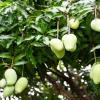 India Faces Fresh Setback as Nepal Suspends Mango Imports Over Excess Pesticide Levels