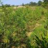₹75 Lakh Illegal Cannabis Crop Unearthed in Pratapgarh, Over 151 Kg of Plants Seized in Major Police Crackdown