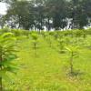 Forest Department's Remarkable Success: 25,000 Saplings Transform Barren Land into Thriving Forest in Just One Year