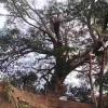 Tree Fall Forces Temporary Closure of Malabar Hill Nature Trail in South Mumbai
