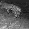 Tiger Occupies Raisen Fort Hill, Forest Department Declares Restricted Zone Amid Safety Concerns