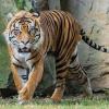 Tiger Attack in Madhya Pradesh Takes Disturbing Turn as Video Raises Suspicion of Possible Firing