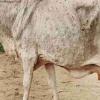 Lumpy Skin Disease Vaccination Drive Launched, Over 111.51 Million Cattle Targeted for Immunisation