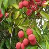 Uttarakhand Lychee Makes Historic Debut in European Market as First Consignment Reaches Italy