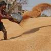 Massive Wheat Procurement Scam Suspected in Madhya Pradesh as Fake Farmers Allegedly Exploit Minimum Support Price System