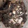 11 Baby Crocodiles Rescued from Water Tank Near Vihar Lake During 90-Minute Wildlife Operation in Mumbai