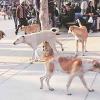 Stray Dog Attack Forces Closure of Government School in Kerala's Thrissur District