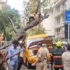 11-Year-Old Boy Killed, Four Children Injured After Tree Crushes School Bus in Mumbai's Chembur
