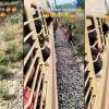 Mango Theft Attempt Ends in Public Beating as Viral Train Video Sparks Online Reactions
