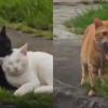 Heartbroken Cat Leaves With Empty Paws After Discovering Crush With Another Cat in Viral Video