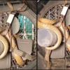 Snake Found Coiled Inside Air Cooler Leaves Internet Users Shocked, Viral Video Sparks Safety Concerns