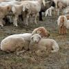 Kashmir Wedding Season Hit as Mutton Supply Crisis Threatens Traditional Multi-Course Feast, Chief Minister Seeks Punjab's Intervention