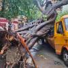 Mumbai's Silent Monsoon Threat: Falling Trees Turn Deadly as Chembur School Bus Tragedy Raises Serious Questions Over Civic Preparedness