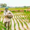 Weak Monsoon Triggers Sharp Decline in Kharif Crop Sowing Across India, Government Data Shows