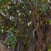 700-Year-Old Banyan Tree in Bihar's Munger Becomes World's Oldest Scientifically Verified Banyan