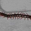 Monsoon Centipede Invasion: Five Effective Ways to Keep Bathrooms, Drains, and Kitchens Free of Pests  With the arrival of the monsoon season, hous