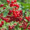 India Ships First Consignment of Areko Cherries and Scentrose Plums from Jammu and Kashmir to UAE