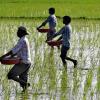 Kharif 2026 Sowing Reaches 46 Per Cent of Target by July 6, Agriculture Department Releases Latest Progress Report