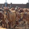 Massive Grant Irregularity Exposed: 38 Cow Shelters Ordered to Recover Rs 57.36 Crore After Audit Finds Payments for 1.31 Lakh Deceased Cattle