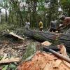 Uttarakhand’s Harela Festival Turns Into ‘Black Harela’ Protest Over Felling of 3,000 Trees for Highway Project
