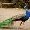 Monsoon Unveils India’s Finest Peacock Habitats as Breeding Season Begins
