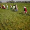 Kharif Sowing Falls Behind by 10% in Rajasthan as Weak Monsoon Delays Agricultural Progress