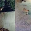 Viral Leopard Cub Claim Debunked as Forest Department Urges Public to Avoid Rumours