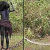 Viral Video Shows Young Girl Using a Live Python as a Skipping Rope, Leaving Social Media Stunned