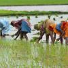 Kharif 2026 Sowing Progress: Rajasthan Completes 70 Percent of Target Coverage, 11.5 Million Hectares Cultivated