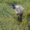 Kharif Crop 2026: Agriculture Department Issues Advisory to Protect Pulses from Yellow Mosaic Disease