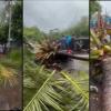 Two Fatal Tree Collapses Amid Heavy Rains in Mumbai Region Claim Lives of Young Biker and Schoolboy