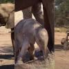 Mother Elephant Gently But Firmly Carries Playful Calf in Viral Safari Footage from Uganda