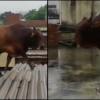 Bull Climbs Onto House Roof During Heavy Rain In Uttar Pradesh’s Muzaffarnagar, Falls Through Tin Shed