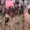 Crocodile Terror Ends After Six-Day Rescue Operation in Shahpur Gurjar Village