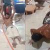 Shocking Video Shows Shirtless Workers Making Soya Chaap on Filthy Noida Floor