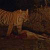 Tiger Spotted on Road in Dantewada, Forest Department Alerts 10 Villages