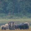 India Hosts Over 60% of World’s Wild Asian Elephants as Conservation Efforts Expand