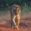 Tiger Sighting Near Tadoba-Andhari Tiger Reserve Raises Alarm Over Tourist Behaviour
