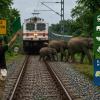 Rajdhani Express Halted in Assam as Elephant Herd Crosses Railway Track Safely