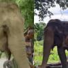 Injured Elephant Joymoti Airlifted to Vantara for Expert Care After Nagaland Floods