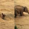 Elephant Rescue Video Falsely Linked to Nepal Floods, Footage Traced to Assam