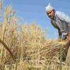 India Eyes $1.5 Billion Wheat Export Opportunity as Global Buyers Diversify Sources